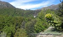 Viaje desde Neuquen a villarica chile !